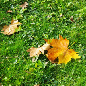 成人在线视频高清青青草
